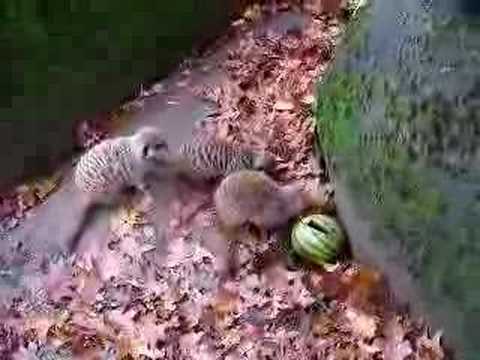 Stokstaartjes@Burgers Zoo