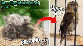 The Breeding ENDs..as the Moult BEGINS | Breeding British Birds S1:E18 FINALE