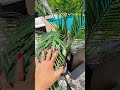 5/6 FT Palm Tree Artificial Triple-Trunk Palm Tree Tropical Plant Decor for Indoor & Outdoor