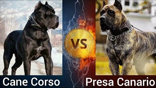 Cane Corso VS Presa Canario | Who is more Powerful ? by Shubham Medhekar 9,281 views 1 year ago 3 minutes, 5 seconds