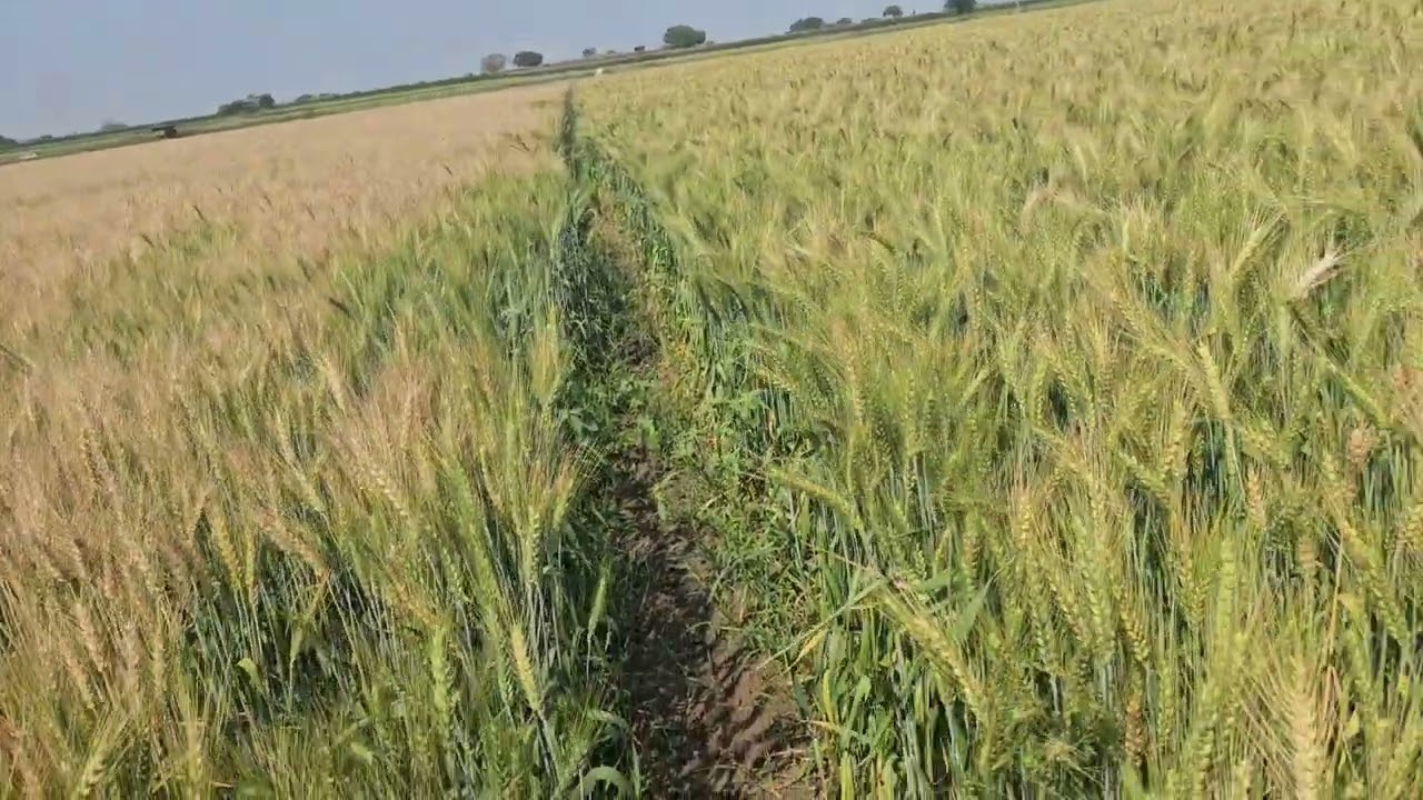 HI-1650 VS DBW-377 #agriculture #wheat #farmlife #trend #farming #trending #viral #kisan #village 