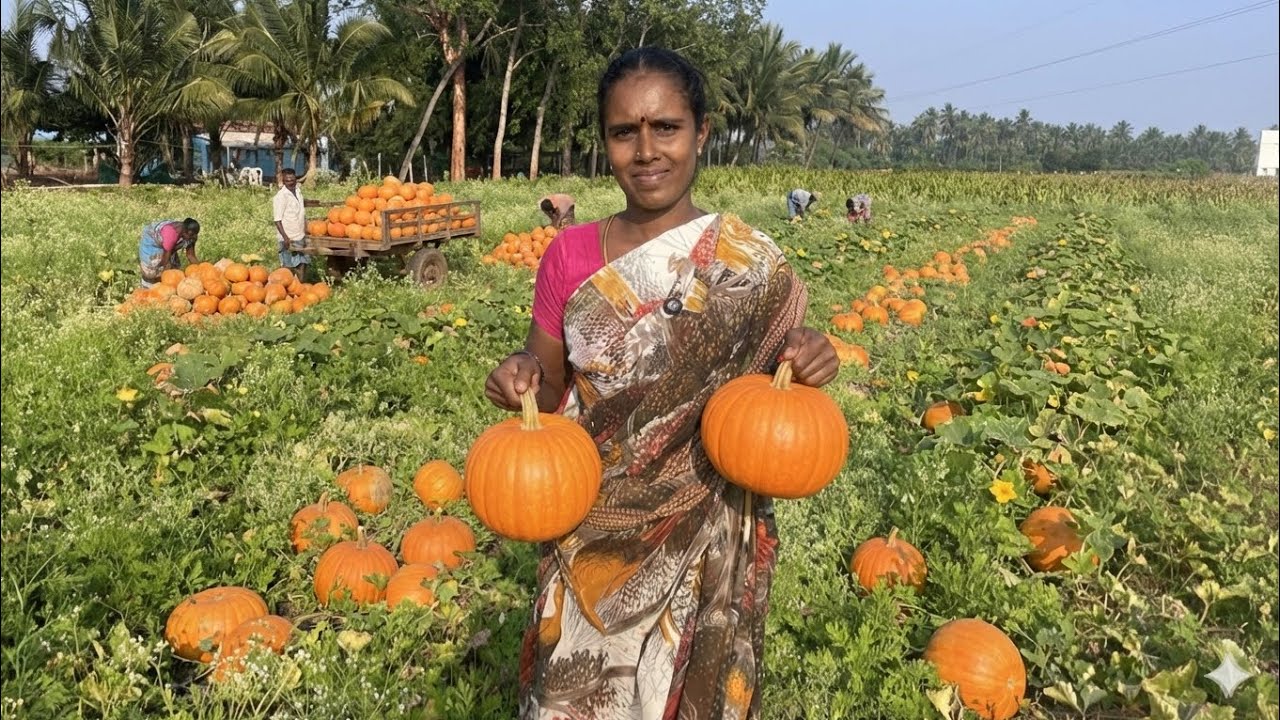 விவசாயிகளின் கஷ்டங்கள் #vivasayam #tamilfarmar #agriculture  #farming #farmer #agriculturefarmer 