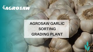 AGROSAW Garlic Sorting Grading Plant