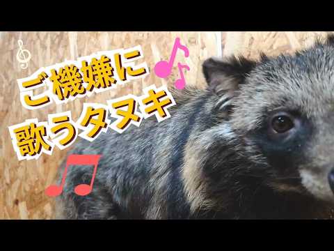 ご機嫌に歌うタヌキ A tanuki singing happily