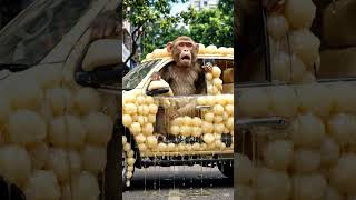 Monkey Makes a car with Rasgulla 😂🚁 #shorts#cover #trading