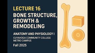 Celebrity Lecture 16: Bone Structure, Growth & Remodeling | BIO 2331 Tri-C Anatomy & Physiology I Wealth