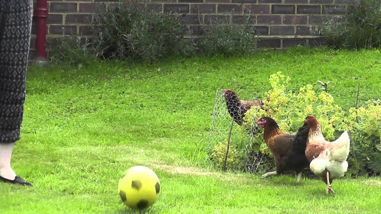 Four chicks playing football - YouTube