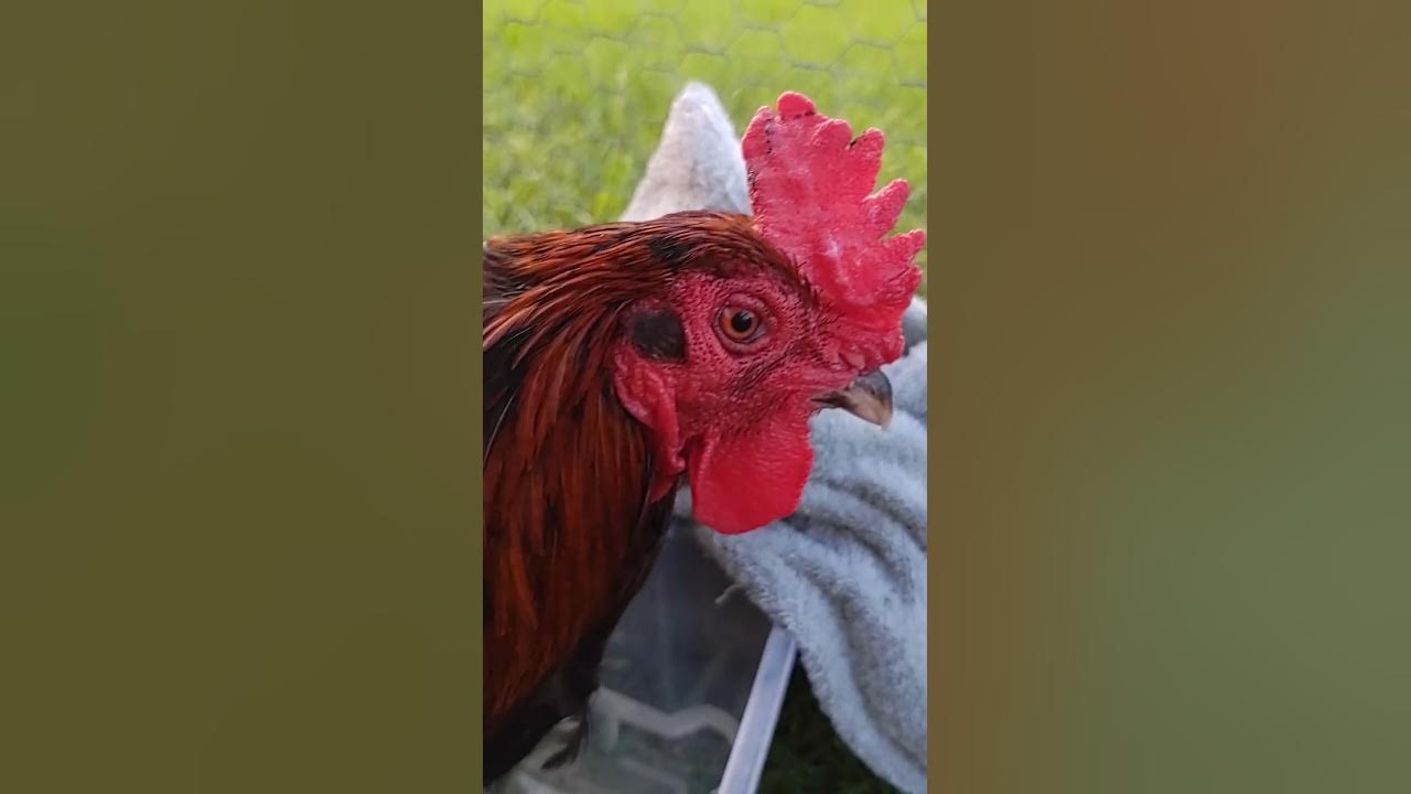 bumblefoot treatment YouTube