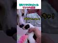 初めて子犬に会ったワンコの反応