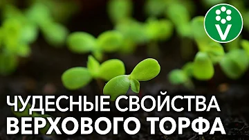 ТОРФ спасет рассаду от черной ножки! И это еще не всё...