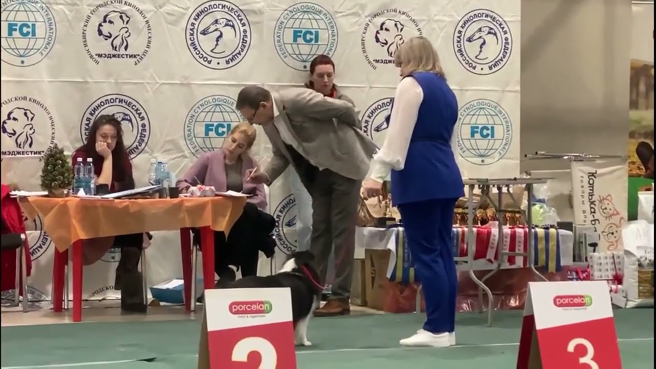 1-ая Национальная Рейтинговая выставка "Кубок Сибири-2025", ринг Шелти, 06.12.2025 Новосибирск