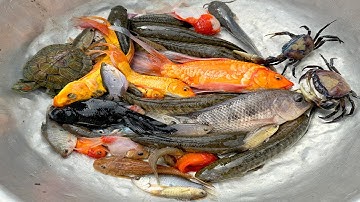 Kem Chanel lái công nông đi bắt cá chép, cá vàng, cá trê, ếch, con rùa, cá tiên, cá rô đồng