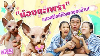 เปิดตัวน้องกะเพรา🐱!! แมวไร้ขนที่รอคอย + แนะนำแมวสฟิ้งซ์สายพันธุ์ต่างๆ