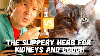 Slippery Elm for Cat Kidney Disease and Dog Coughing