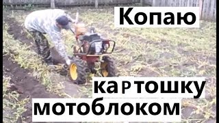 Копаю картофель мотоблоком. Деревенские будни. ЖИЗНЬ В ДЕРЕВНЕ.