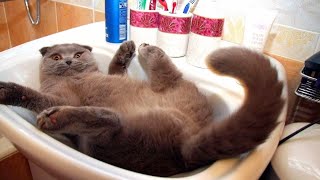 Смешные Коты И Другие Животные / 3 Минуты Смеха / Funny Cats And Other Animals