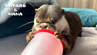 プロテイン欲しすぎて全力でフタを開けるカワウソ　Otter Wants My Protein Shake