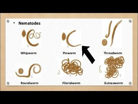 A pinworms és a roundworms azonosak)