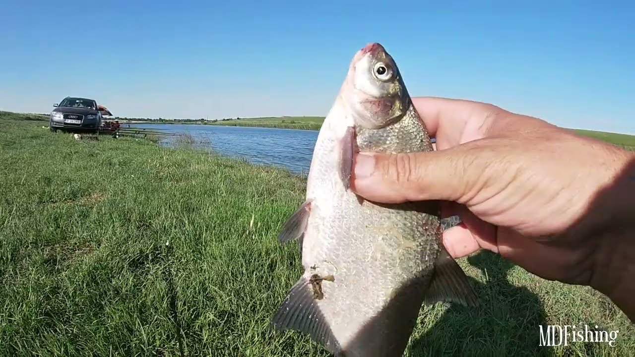 PARTIDA DE PESCUIT PE LACUL GALATUI ,BRATUL INDEPENDENTA,    IMPREUNA CU NASU,ALEX SI MARIUS
