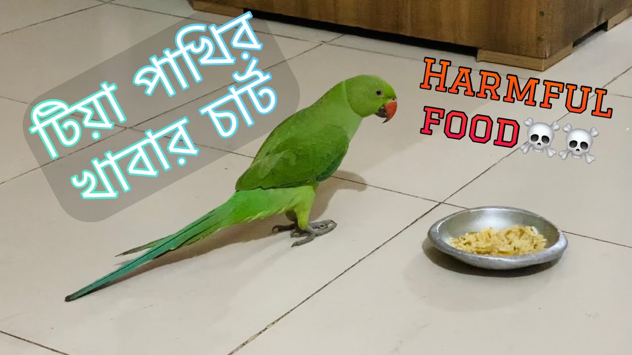 টিয়া পাখির খাবার তালিকা।How to prepare best food for ringneck/Alexandrine parrot YouTube