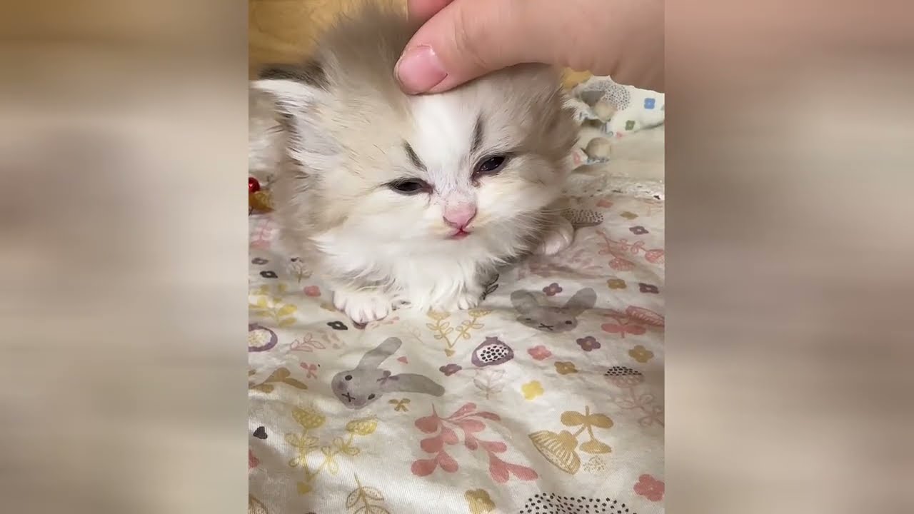 Sweet tiny cats will make your heart feel very happy