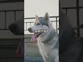 My Husky Howled Nightly… But No One Knew Why