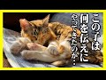 【外にいた頃の肉球は硬く、汚れてたね…】猫は人に何かを伝える為にやってくる？