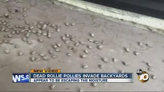 Dead rollie pollies invade backyards