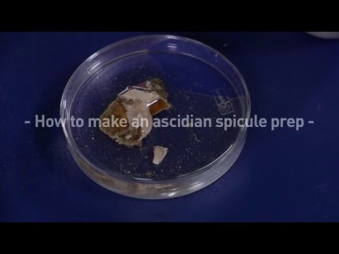 How to make an ascidian spicule prep