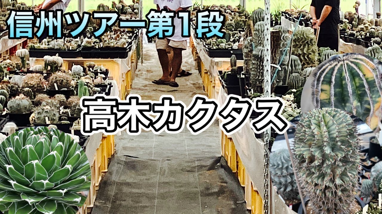 【信州ツアー第1段】高木カクタスに潜入！驚きのサボテン・アガベコレクション