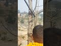 Koi bhej do chai😃😃😃😃