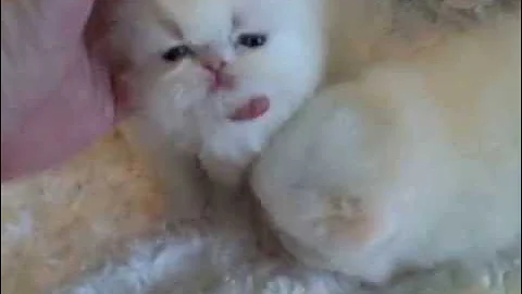 Video 11568531: white persian kitten, eyes kitten