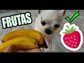 FRUTAS QUE PUEDEN COMER LOS PERROS | Frutas para perros 1/2 ★ PetDarling
