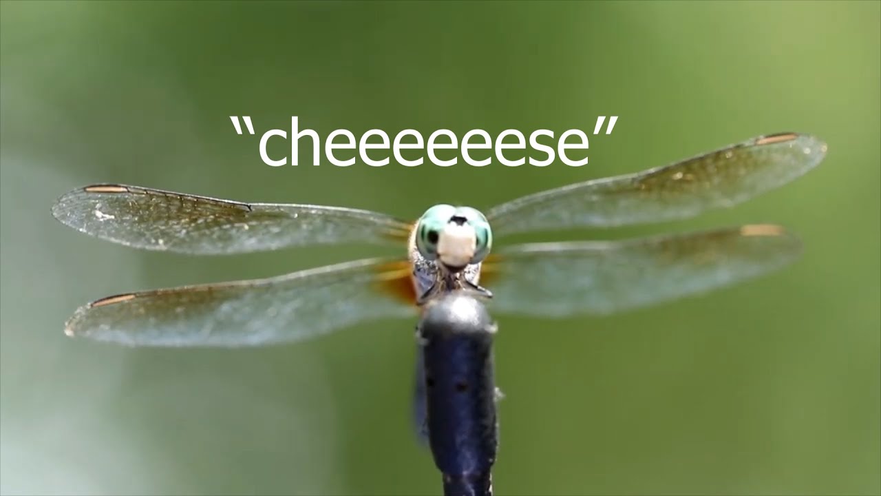 Smiling Dragonfly - YouTube