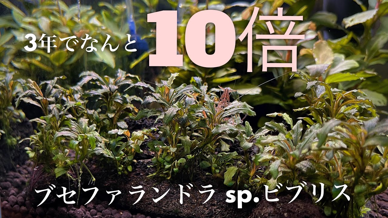 Bucephalandra SP Vibris grows more than 10 times its size after 3