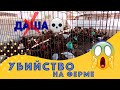 УБИЙСТВО НА ФЕРМЕ | МЫ В ШОКЕ