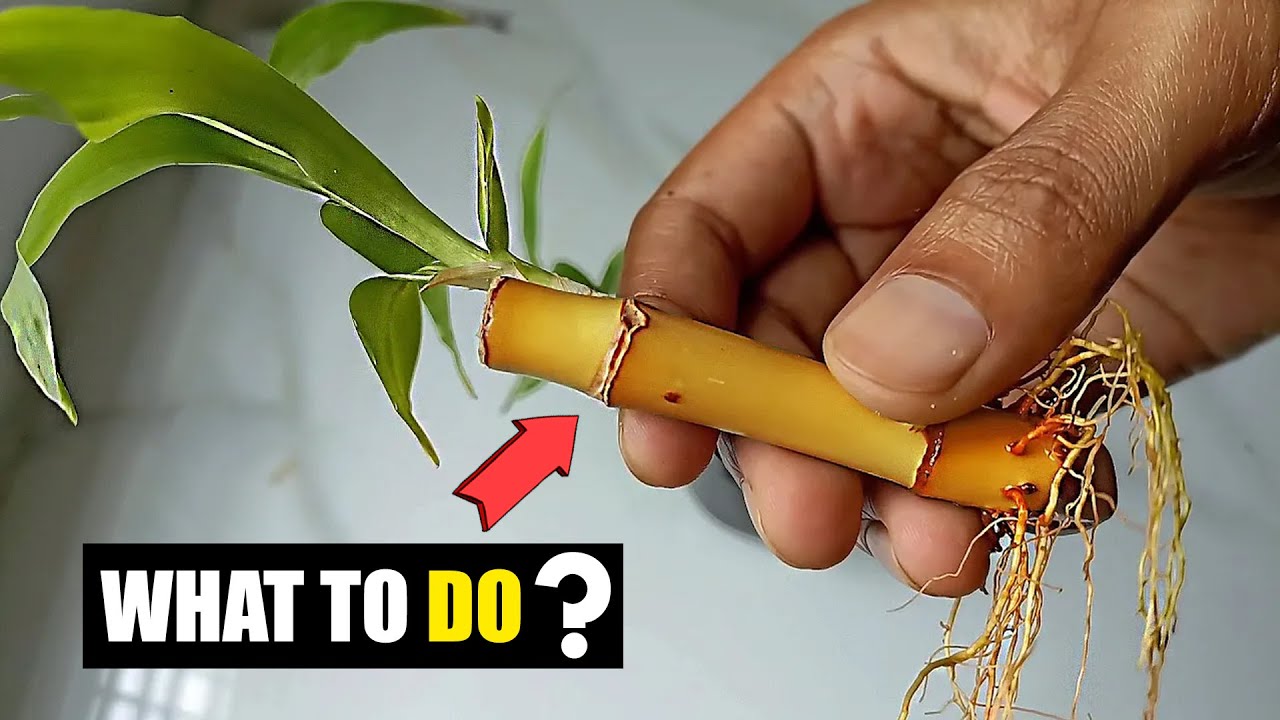 How To Save Lucky Bamboo Turning Yellow YouTube How To Save Lucky Bamboo Turning Yellow YouTube