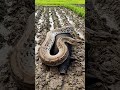 Python attack animal village  #angrytiger #komododragon #wildlifeentertainment #leopard