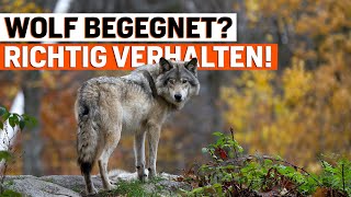 Begegnung Mit Einem Wolf So Verhalten Sie Sich Richtig