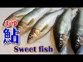 鮎（あゆ）のさばき方(ayu fish,sweet fish)鮎料理付き【鮎の塩焼】【鮎の刺身】【鮎の椀物】