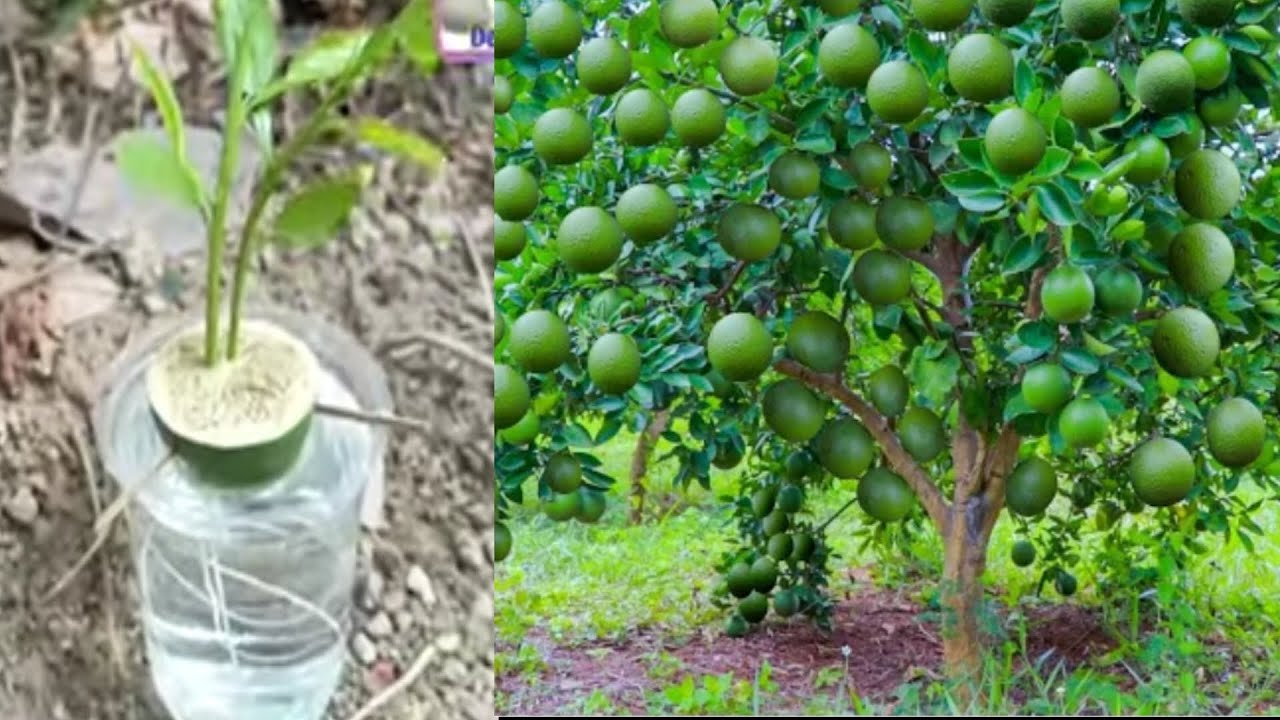 New way to grow lemon tree from lemon with water, propagate lemon tree