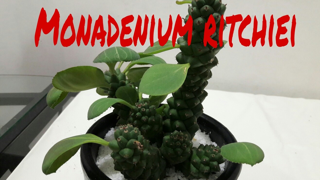 Monadenium ritchiei