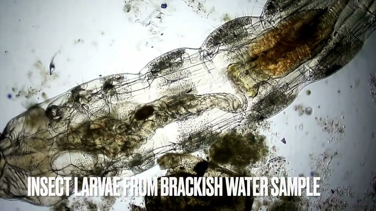 insect larvae under the 