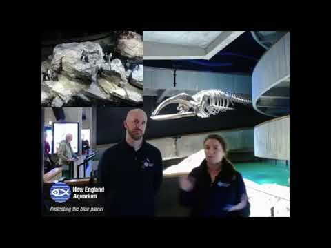 Video: En komplett guide till New England Aquarium