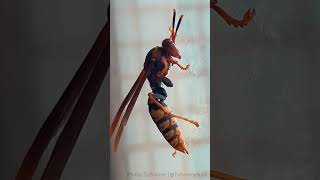 Wasp 𝘗𝘰𝘭𝘪𝘴𝘵𝘦𝘴 𝘤𝘢𝘷𝘢𝘱𝘺𝘵𝘪𝘧𝘰𝘳𝘮𝘪𝘴 in my bedroom! (#shorts)
