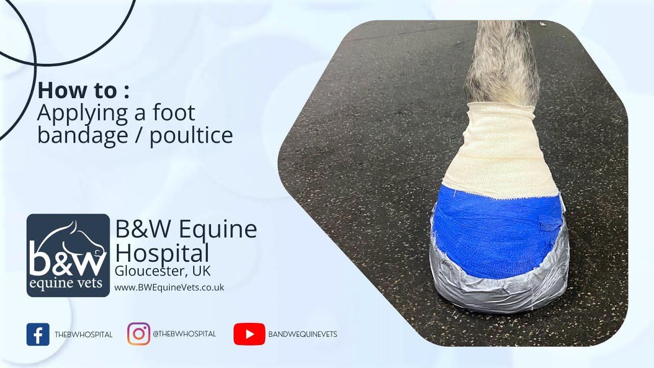 Applying a Foot Poultice / Bandage B&W Equine Hospital YouTube