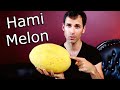 Hami melon  weird fruit explorer