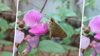 #Sulu's photography # photos by Sulu