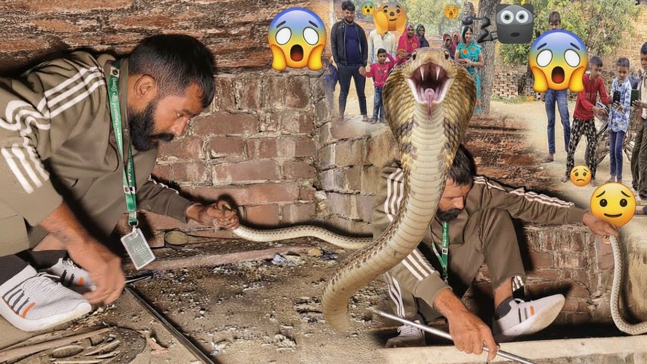 🔥⚔️ “मौत को चुनौती दी… इस शेरदिल ने – King Cobra LIVE Rescue! | Mohit Kashyap SarpMitr