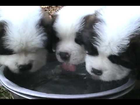 Saint Bernard Puppies